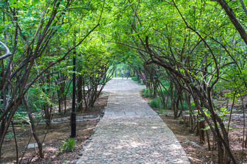 济南千佛山绿色隧道 （23）