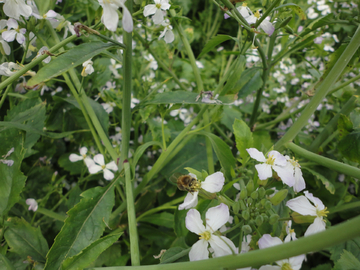 蜜蜂 采蜜 菜花 白色菜花