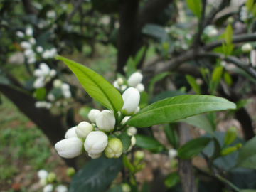 橙子花 橘子花