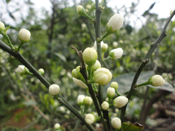 白色花蕾 橘子花 柑橘花蕾