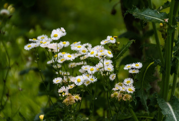 小花