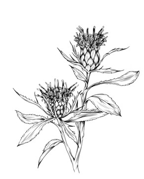 白術(shù)草藥