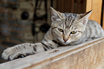 可爱的家猫