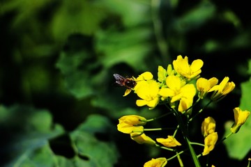 油菜花