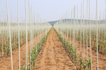 苹果育苗基地