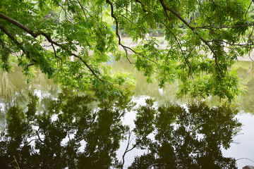 枫杨树