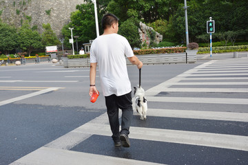 狗狗过马路