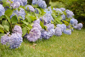 蓝紫色清新花丛