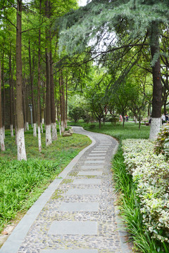 林蔭小路