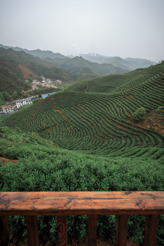 古楼茶山