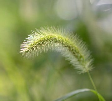 狗尾草