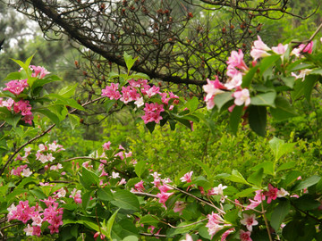 锦带花