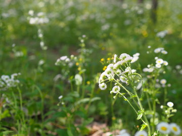 白野菊花 野花