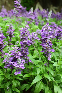 紫色景观花