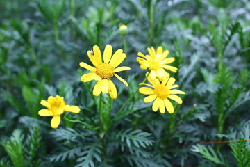 黄菊花