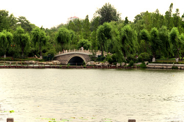 石桥 绿柳