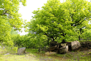 田园风光 板栗林