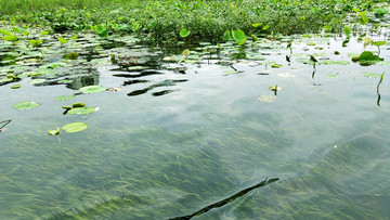 清澈见底的河水水草