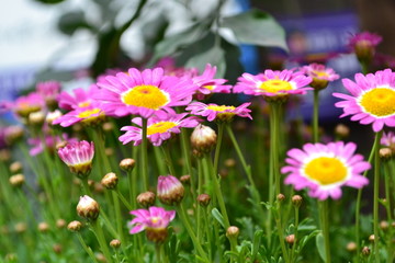 木春菊 玛格丽特花