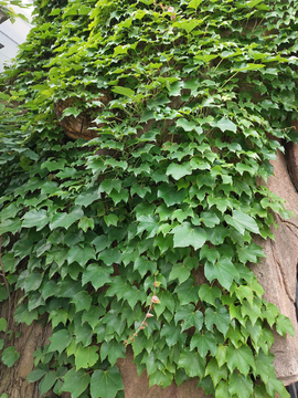 爬山虎 藤蔓植物