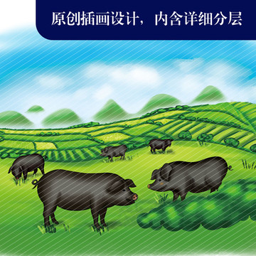 生態(tài)養(yǎng)殖黑毛豬養(yǎng)殖原生態(tài)農(nóng)場(chǎng)