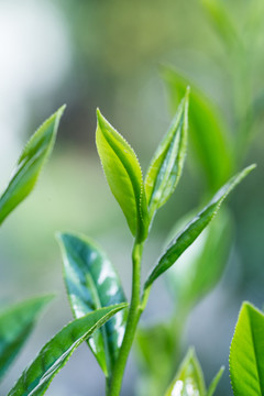 茶芽