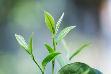 茶芽