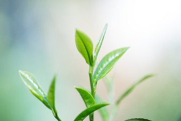 茶芽