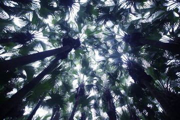 葵树林