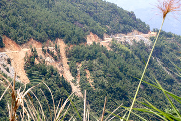 绿色树叶高山