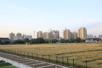 北京北三环最贵麦田
