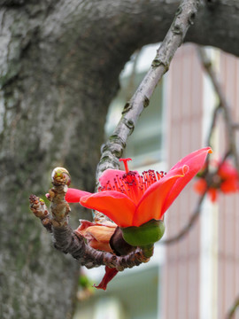 木棉花