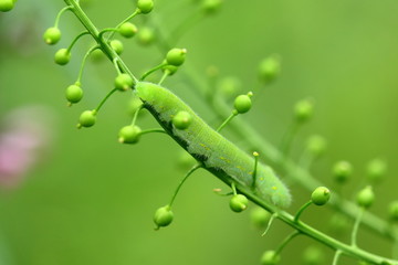 大青虫特写