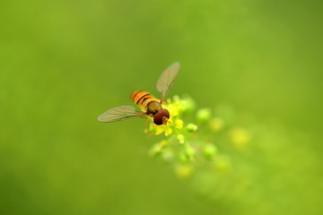 野蜂特写