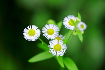 白色野菊花特写