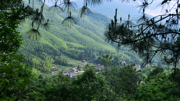 山里人家 竹海