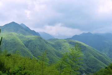 竹海 竹林