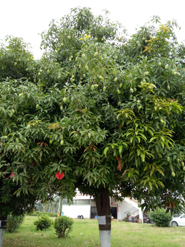 芒果树