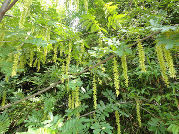 枫杨 柳树