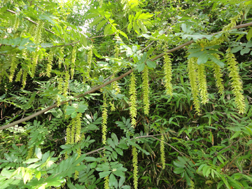 平阳柳 柳树 魁柳