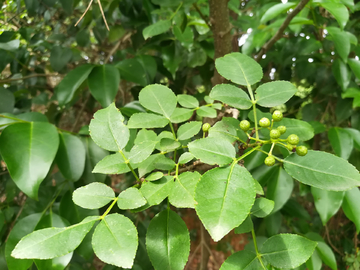 花椒 青花椒