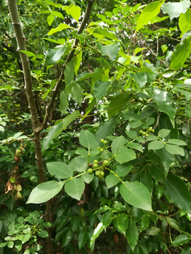 青花椒 山花椒