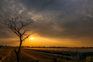 夕阳田野