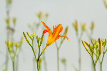 黄花菜