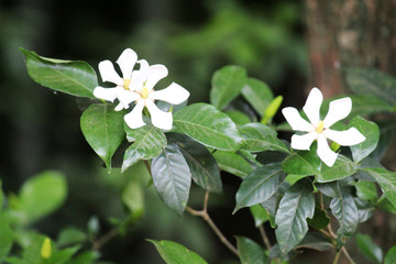 桅子花 栀子花