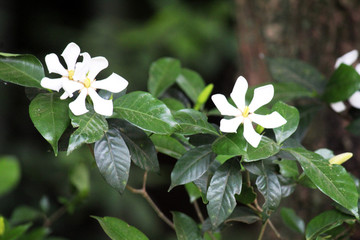 桅子花 栀子花