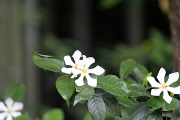 桅子花 栀子花