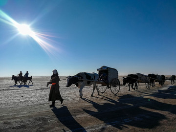冬季草原蒙古族牛车队