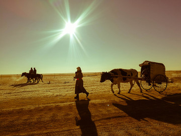 草原蒙古族牵牛车的女人
