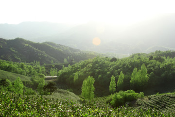 茶乡茶山